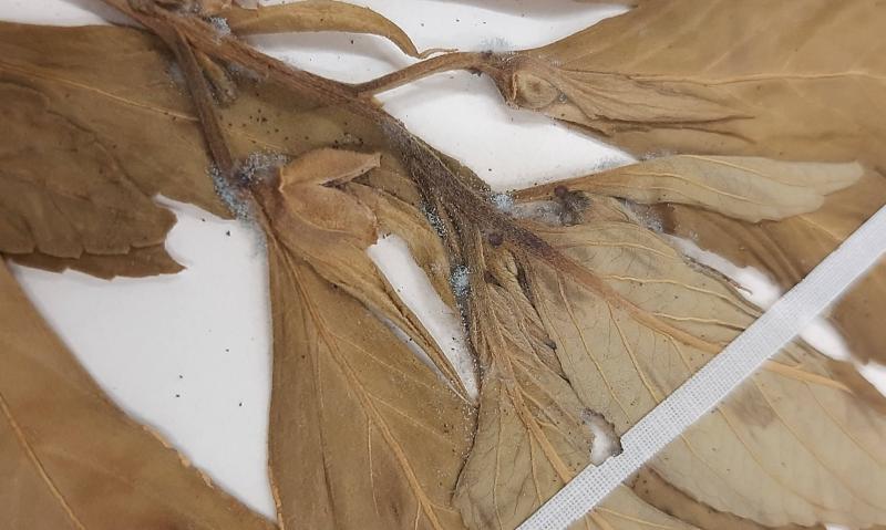 At-risk plant specimens 